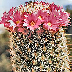 Cacto mammillaria spinosiss.